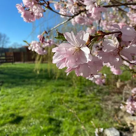 Weisse Muehle Breitenworbis